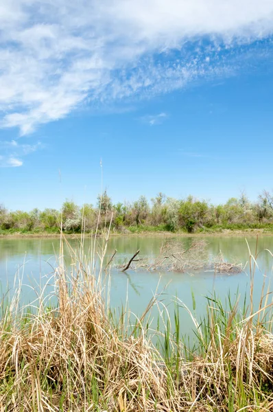 Bozkır nehir sazlık yaz. nehir görünümünde kez izlendi. küçük mavi nehir kıyısında güneşli bir gün