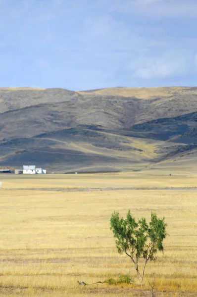 Woodless, zavallı nemi ve genellikle düz ile kuru iklim bölgesinde otsu bitki örtüsü bozkır. çayır, veld, veldt