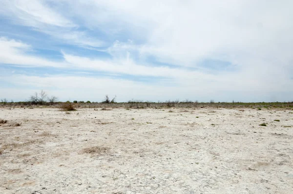 Steppe Sols Salins Sel Salin Dans Sel Steppe Prairie Veldt — Photo