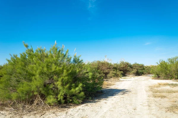 Steppe Sols Salins Sel Salin Dans Sel Steppe Prairie Veldt — Photo