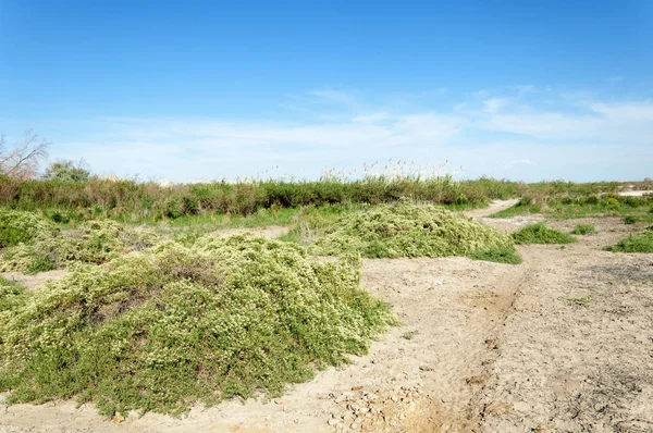 Bozkır tuzlu topraklar. tuz tuz tuz. Bozkır çayır veldt veld. Tuzlu toprak çöl, tuzlu Göller. cansız yanıp kavrulmuş dünyamız. Kazakistan çıplak bozkır