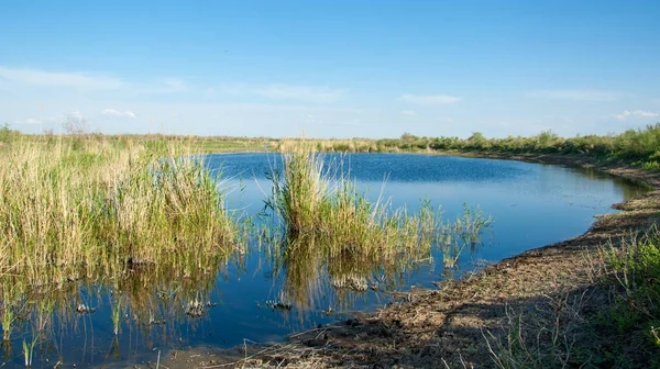 Güzel gökyüzü altında küçük bir göl. Bozkır içinde bataklıkta ile güzel yaz günü manzara. Göl sahnesinde yaz