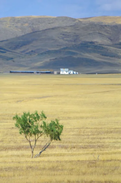 Woodless, zavallı nemi ve genellikle düz ile kuru iklim bölgesinde otsu bitki örtüsü bozkır. çayır, veld, veldt