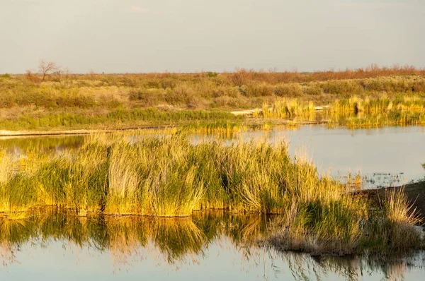 Güzel gökyüzü altında küçük bir göl. akşam olay yerinde bozkır, yatay, bozkır güzel yaz gün bataklıkta gölde. Göl sahnesinde yaz