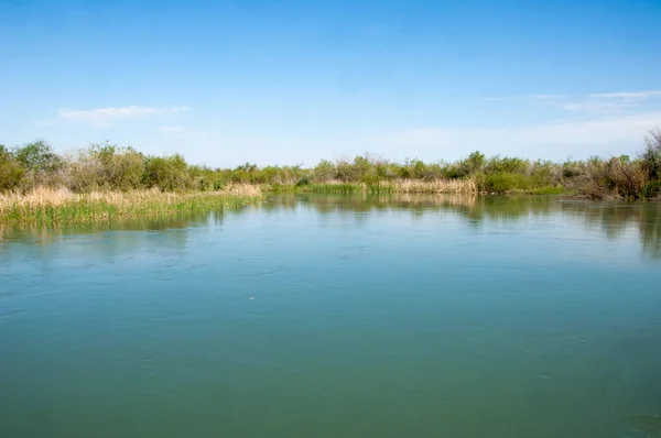 Canne Del Fiume Steppa Estate Vista Nel Panorama Del Fiume — Foto Stock