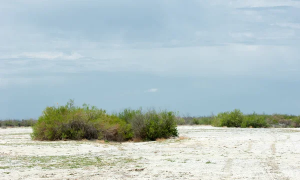 Steppe Sols Salins Sel Salin Dans Sel Steppe Prairie Veldt — Photo