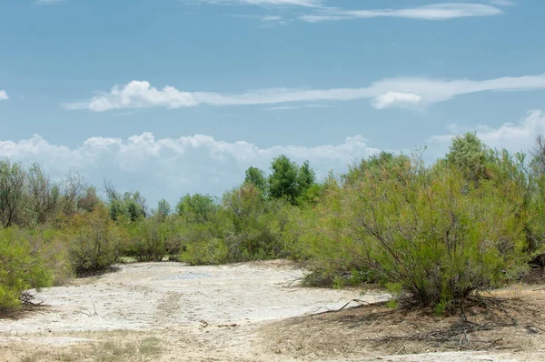 Bozkır tuzlu topraklar. tuz tuz tuz. Bozkır çayır veldt veld. Tuzlu toprak çöl, tuzlu Göller. cansız yanıp kavrulmuş dünyamız. Kazakistan çıplak bozkır
