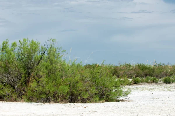 Bozkır tuzlu topraklar. tuz tuz tuz. Bozkır çayır veldt veld. Tuzlu toprak çöl, tuzlu Göller. cansız yanıp kavrulmuş dünyamız. Kazakistan çıplak bozkır