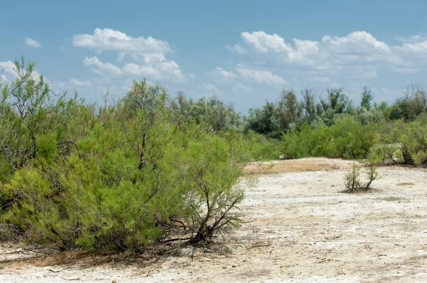 Steppe Sols Salins Sel Salin Dans Sel Steppe Prairie Veldt — Photo