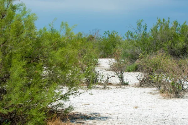 Bozkır tuzlu topraklar. tuz tuz tuz. Bozkır çayır veldt veld. Tuzlu toprak çöl, tuzlu Göller. cansız yanıp kavrulmuş dünyamız. Kazakistan çıplak bozkır