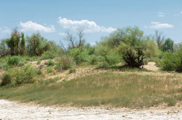Bozkır tuzlu topraklar. tuz tuz tuz. Bozkır çayır veldt veld. Tuzlu toprak çöl, tuzlu Göller. cansız yanıp kavrulmuş dünyamız. Kazakistan çıplak bozkır