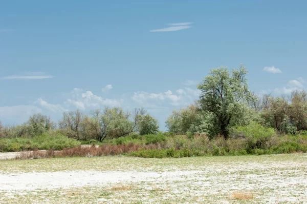 Steppe Tanah Garam Garam Asin Dalam Garam Padang Rumput Stepa — Stok Foto