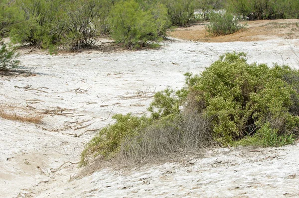 Steppensalzböden Kochsalz Salz Steppenprärie Veldt Veld Salzböden Der Wüste Salzseen — Stockfoto
