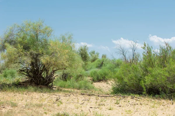 Steppe Sols Salins Sel Salin Dans Sel Steppe Prairie Veldt — Photo