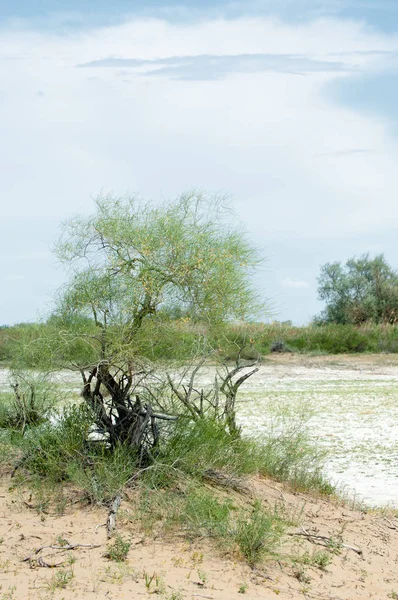 Bozkır tuzlu topraklar. tuz tuz tuz. Bozkır çayır veldt veld. Tuzlu toprak çöl, tuzlu Göller. cansız yanıp kavrulmuş dünyamız. Kazakistan çıplak bozkır