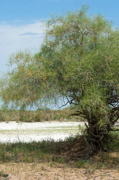 Bozkır tuzlu topraklar. tuz tuz tuz. Bozkır çayır veldt veld. Tuzlu toprak çöl, tuzlu Göller. cansız yanıp kavrulmuş dünyamız. Kazakistan çıplak bozkır