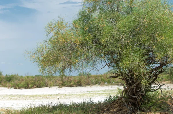 Steppe Sols Salins Sel Salin Dans Sel Steppe Prairie Veldt — Photo