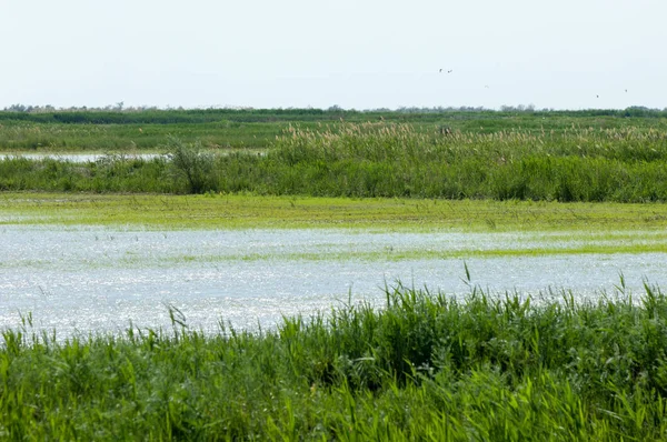 Rice paddies are flooded with water for growth. Green of rice in paddy rice field on the morning.