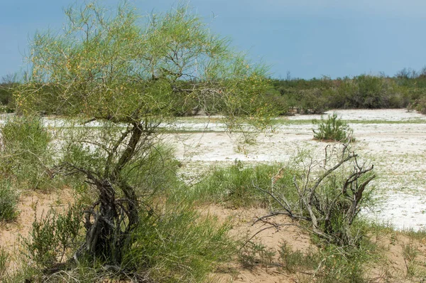 Bozkır tuzlu topraklar. tuz tuz tuz. Bozkır çayır veldt veld. Tuzlu toprak çöl, tuzlu Göller. cansız yanıp kavrulmuş dünyamız. Kazakistan çıplak bozkır