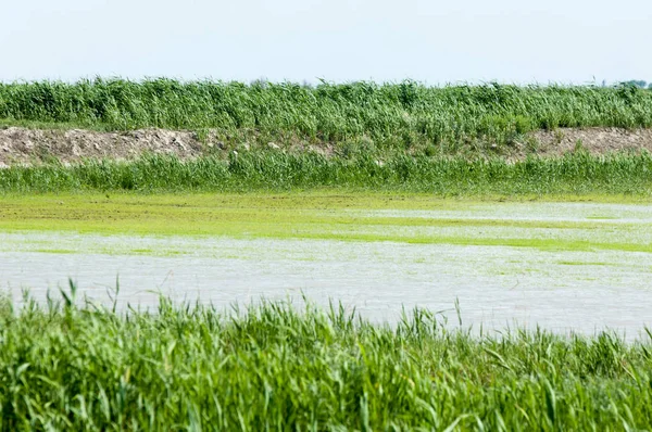 Pirinç paddies büyüme için su basmış. Pirinç çeltik pirinç alanında sabah yeşil. 