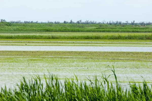 Pirinç paddies büyüme için su basmış. Pirinç çeltik pirinç alanında sabah yeşil. 