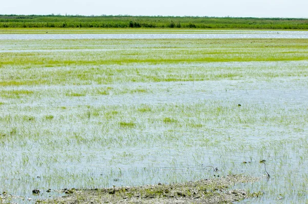 Pirinç paddies büyüme için su basmış. Pirinç çeltik pirinç alanında sabah yeşil. 