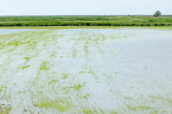 Pirinç paddies büyüme için su basmış. Pirinç çeltik pirinç alanında sabah yeşil. 