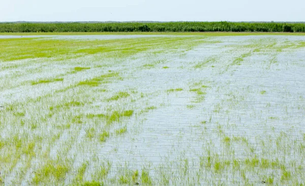 Pirinç paddies büyüme için su basmış. Pirinç çeltik pirinç alanında sabah yeşil. 