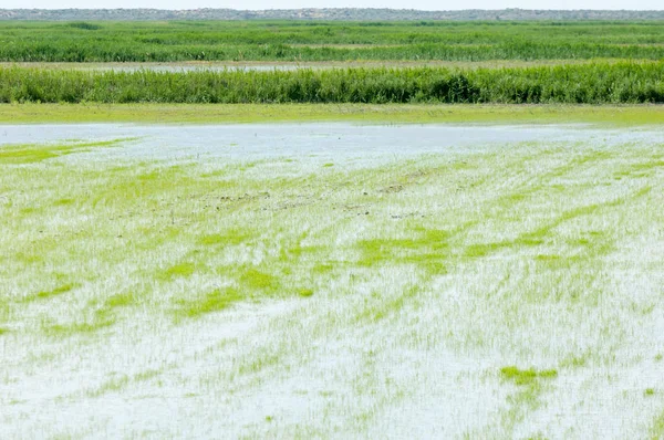 Pirinç paddies büyüme için su basmış. Pirinç çeltik pirinç alanında sabah yeşil. 