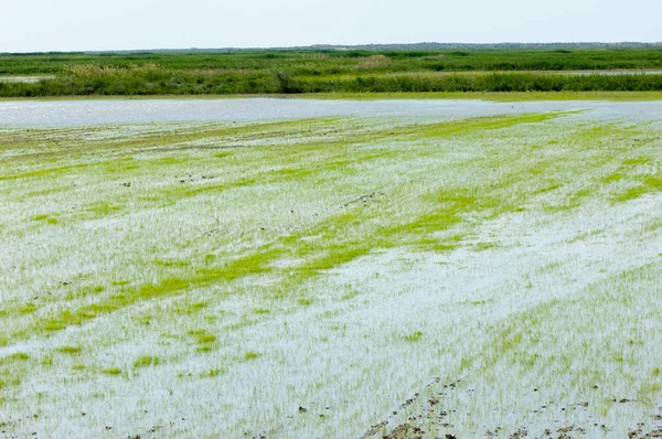 Pirinç paddies büyüme için su basmış. Pirinç çeltik pirinç alanında sabah yeşil. 