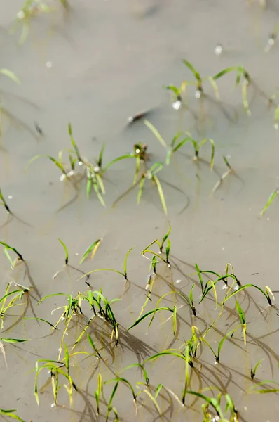 稻田被水淹没以促进生长 水稻稻田的绿色与清晨 — 图库照片