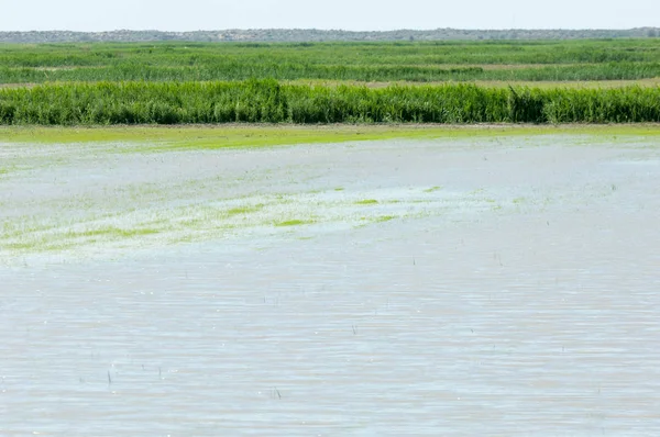 Pirinç paddies büyüme için su basmış. Pirinç çeltik pirinç alanında sabah yeşil. 