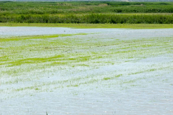 Pirinç paddies büyüme için su basmış. Pirinç çeltik pirinç alanında sabah yeşil. 