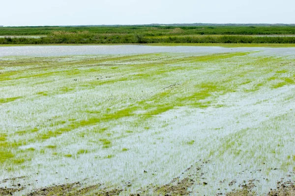 Pirinç paddies büyüme için su basmış. Pirinç çeltik pirinç alanında sabah yeşil. 