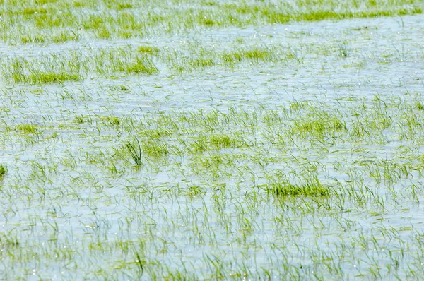 Pirinç paddies büyüme için su basmış. Pirinç çeltik pirinç alanında sabah yeşil. 