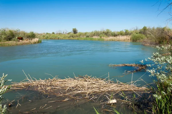 Bozkır nehir sazlık yaz. nehir görünümünde kez izlendi. küçük mavi nehir kıyısında güneşli bir gün