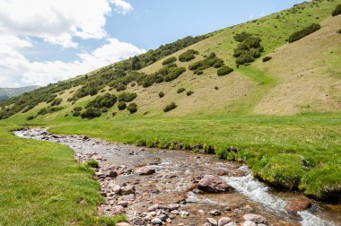 İğde. iğde veya iğde, cinsidir tür çiçekli bitki Elaeagnaceae aile hakkında.