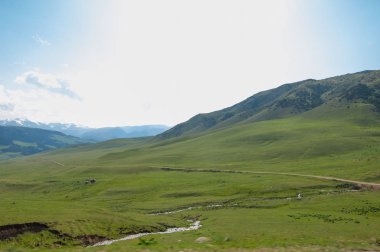 İğde. iğde veya iğde, cinsidir tür çiçekli bitki Elaeagnaceae aile hakkında.