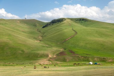 İğde. iğde veya iğde, cinsidir tür çiçekli bitki Elaeagnaceae aile hakkında.