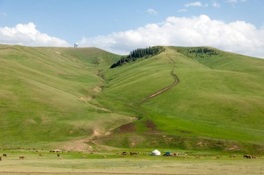 İğde. iğde veya iğde, cinsidir tür çiçekli bitki Elaeagnaceae aile hakkında.