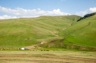 İğde. iğde veya iğde, cinsidir tür çiçekli bitki Elaeagnaceae aile hakkında.