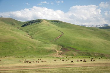 İğde. iğde veya iğde, cinsidir tür çiçekli bitki Elaeagnaceae aile hakkında.