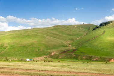 İğde. iğde veya iğde, cinsidir tür çiçekli bitki Elaeagnaceae aile hakkında.