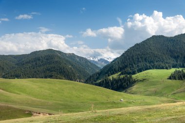 İğde. iğde veya iğde, cinsidir tür çiçekli bitki Elaeagnaceae aile hakkında.
