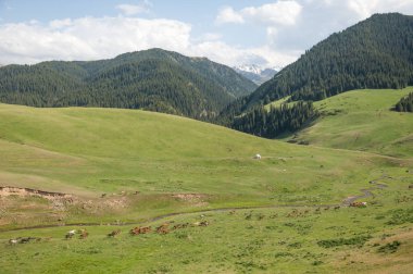 İğde. iğde veya iğde, cinsidir tür çiçekli bitki Elaeagnaceae aile hakkında.