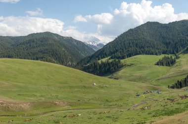 İğde. iğde veya iğde, cinsidir tür çiçekli bitki Elaeagnaceae aile hakkında.