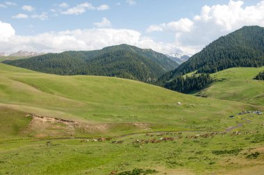 İğde. iğde veya iğde, cinsidir tür çiçekli bitki Elaeagnaceae aile hakkında.
