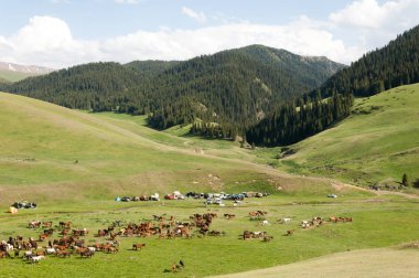 İğde. iğde veya iğde, cinsidir tür çiçekli bitki Elaeagnaceae aile hakkında.