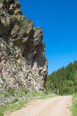 İğde. iğde veya iğde, cinsidir tür çiçekli bitki Elaeagnaceae aile hakkında.