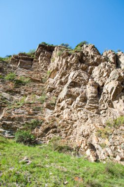 İğde. iğde veya iğde, cinsidir tür çiçekli bitki Elaeagnaceae aile hakkında.
